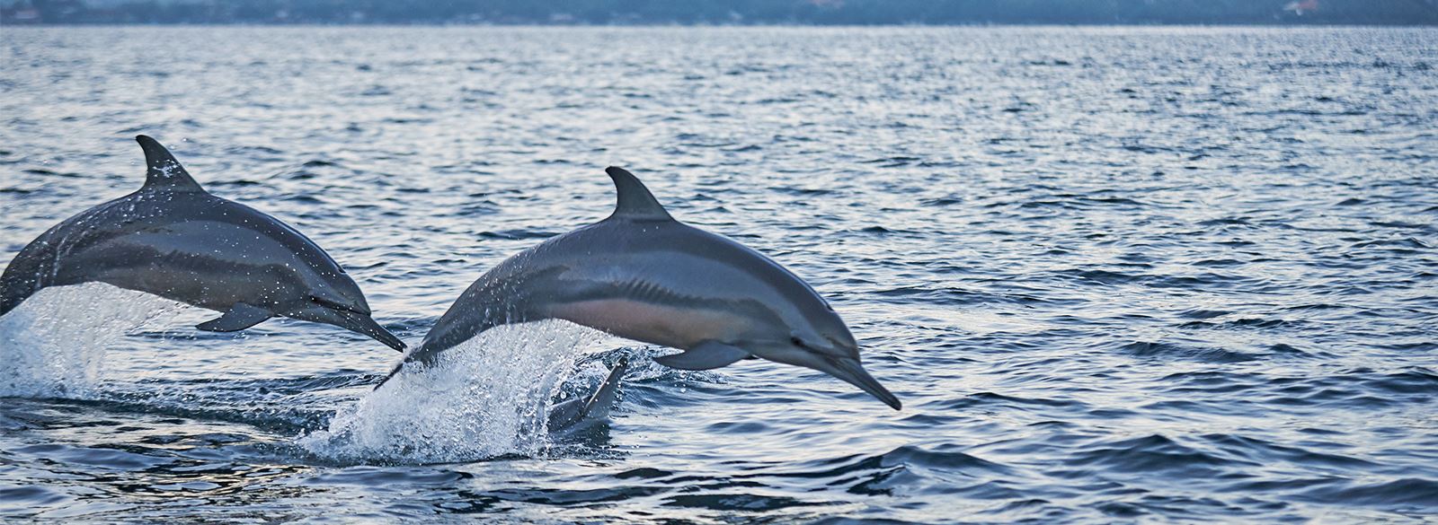 Dolphins jumping out of coastal water