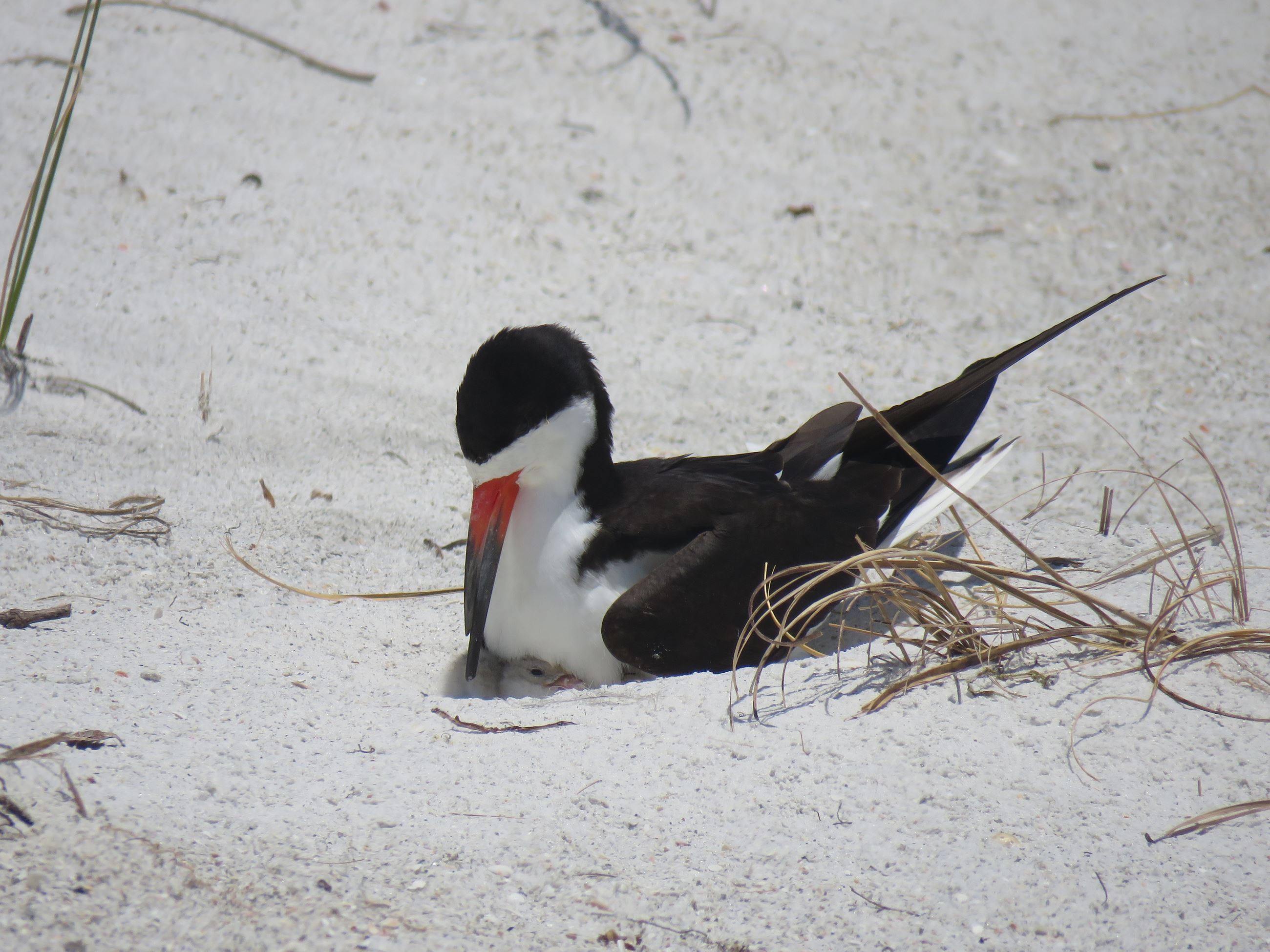 Black Skimmer and baby Skimmer Picture JPG