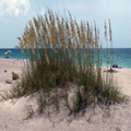 Sea Oats