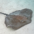 Stingray