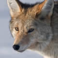Coyote