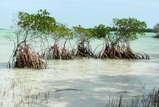 Red Mangrove